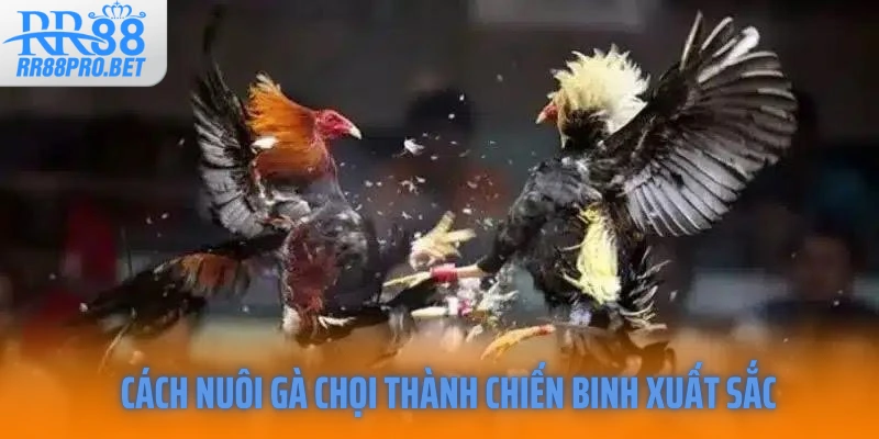 Cách nuôi gà chọi thành chiến binh xuất sắc