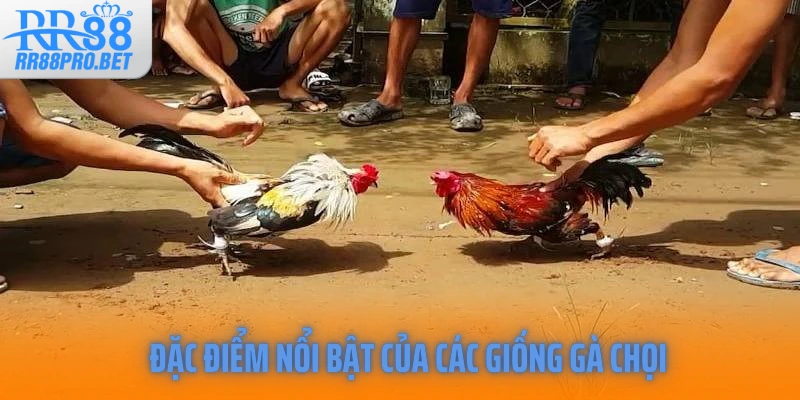 Đặc điểm nổi bật của các giống gà chọi