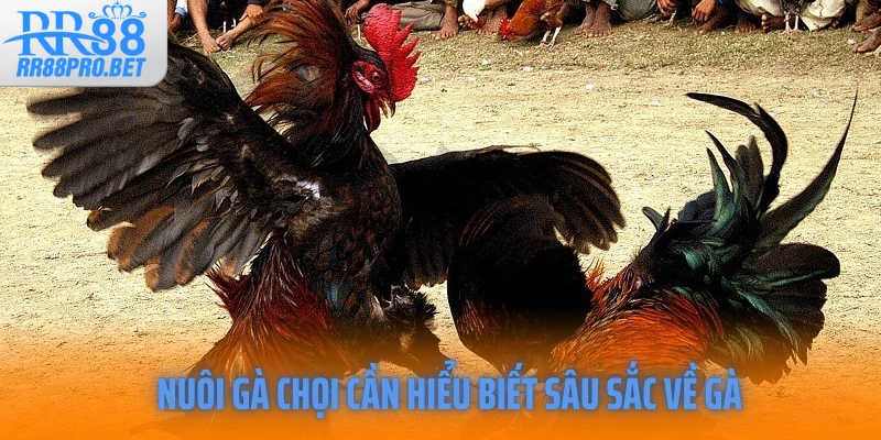 Nuôi gà chọi cần hiểu biết sâu sắc về gà